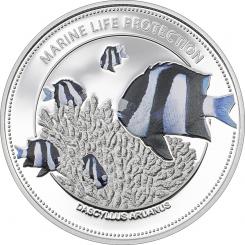 1$ 2015 Palau - Marine Life Protection - Whitetail Damselfish 