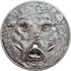 500 Togrog 2018 Mongolei - Wildschwein - Sus Scrofa 