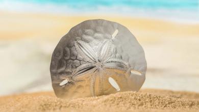 1$ 2019 Palau - Sand Dollar II 